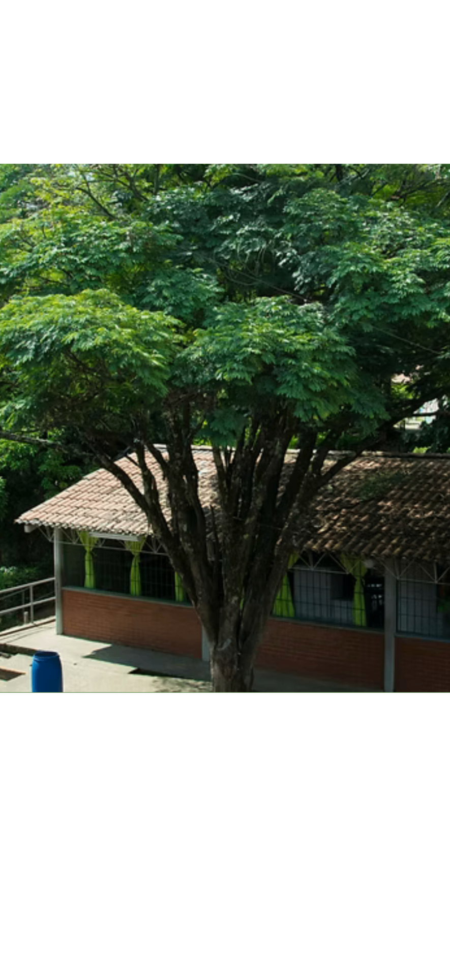 A partner school in Colombia framed by a large shade tree